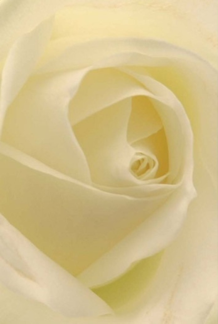 From a close vantage, this white rose unfurls a story of elegance and tranquility, with layers of cream and soft white merging seamlessly under the filtered light familiar to Brompton's leafy avenues. The spiral of each petal evokes a sense of resilience and purity, much like the storied facades lining Egerton Gardens. Shadows nestle within each gentle curve, lending a subtle drama and amplifying the bloom's natural beauty. As a local florist, I see this blossom as an ideal offering: dignified yet inviting, whether adorning a wedding in South Kensington, a thoughtful apology, or a table centerpiece meant to evoke admiration. The harmonious balance of colour, texture, and form radiates an almost poetic calm-its unspoken perfume conjuring an ambiance both welcoming and serene. This rose reflects not only natural perfection but also the skilled artistry Brompton's florists bring to every fresh, same-day delivery-enriching meaningful moments for our neighbours.